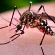The Aedes aegypti mosquito that also causes Dengue and Chikungunya